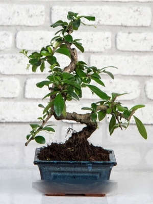  Körfez Çiçek Siparişi - Mini Bonsai