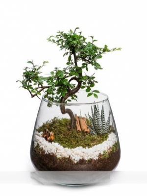 Körfez Çiçekçi - Mini Bonsai Teraryum