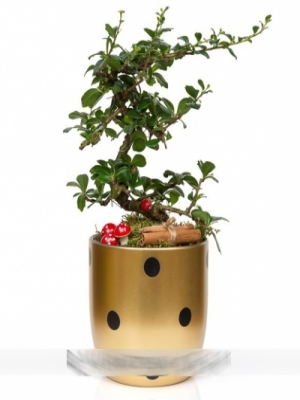  Körfez Çiçek Siparişi - Puantiyeli Saksıda Mini Bonsai